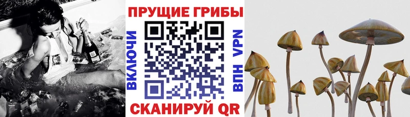 наркотики  Кисловодск  Псилоцибиновые грибы прущие грибы 